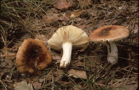 Honig-Täubling (Russula melliolens) - © Helmut Pidlich-Aigner
